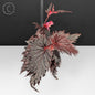 Begonia Miri Sp. (Papua New Guinea)