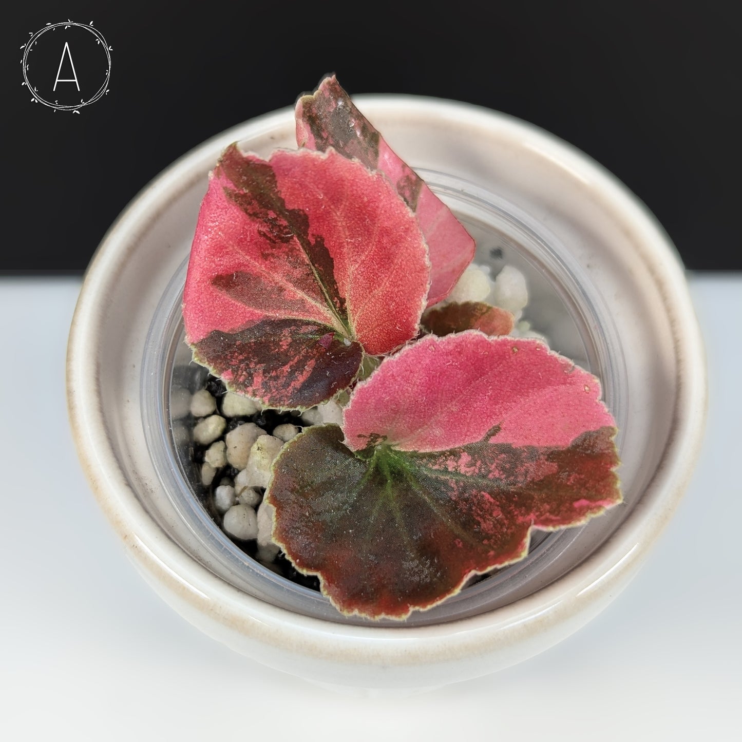 Begonia Semperflorens Sp. Pink