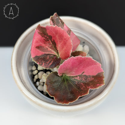 Begonia Semperflorens Sp. Pink