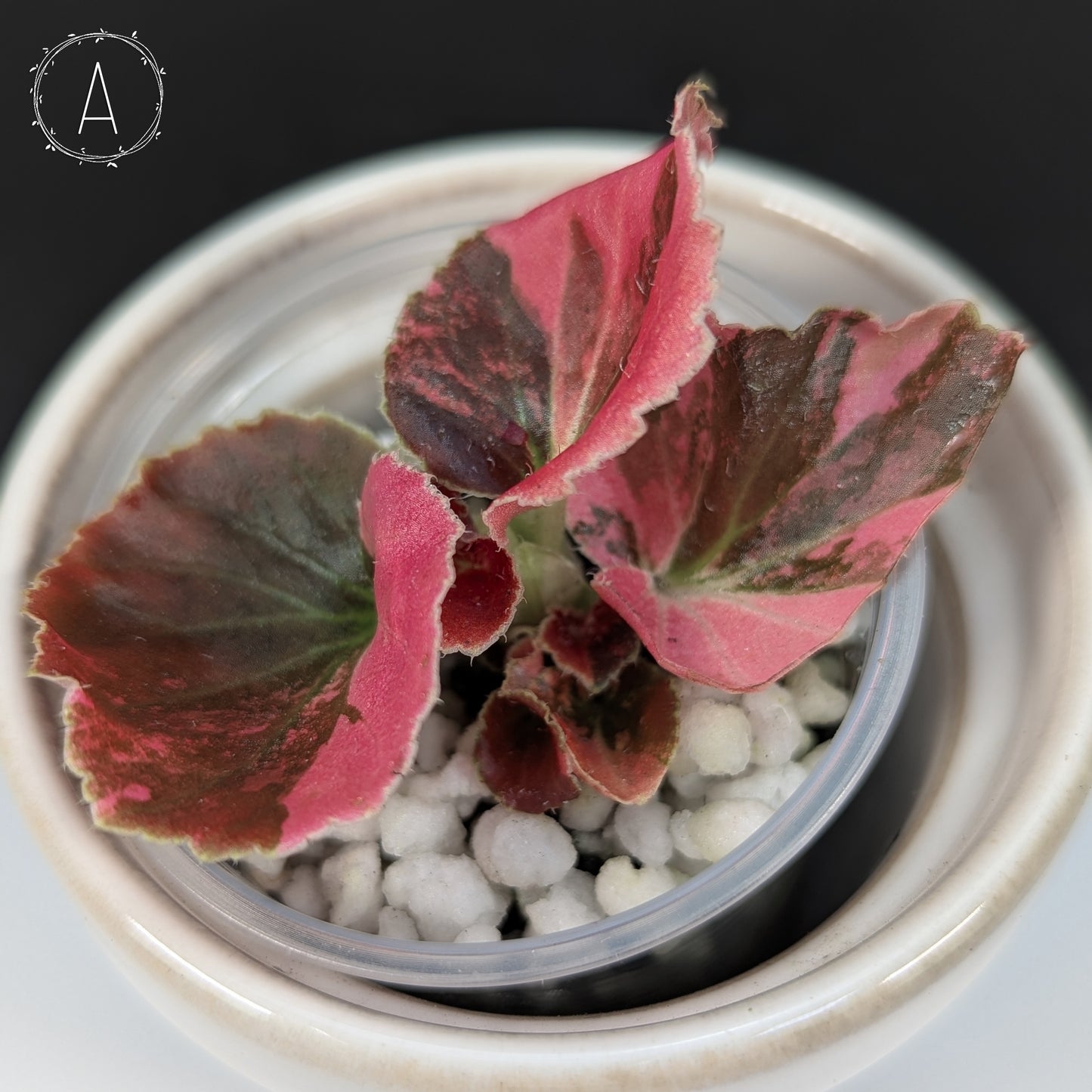 Begonia Semperflorens Sp. Pink