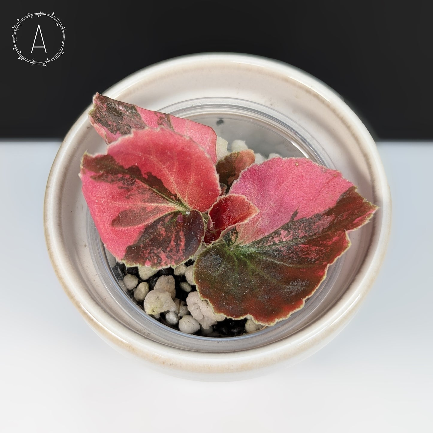 Begonia Semperflorens Sp. Pink