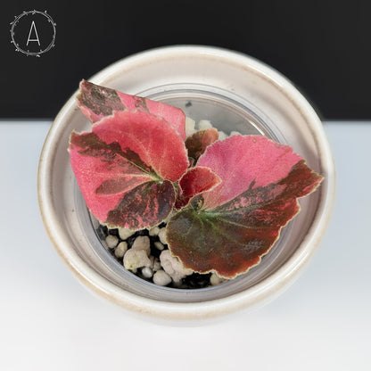 Begonia Semperflorens Sp. Pink