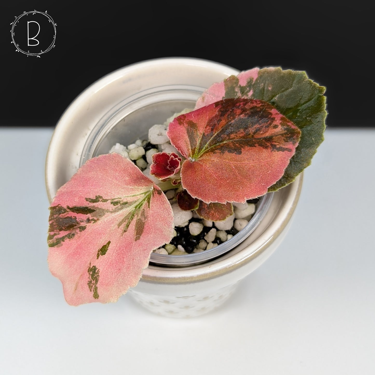 Begonia Semperflorens Sp. Pink