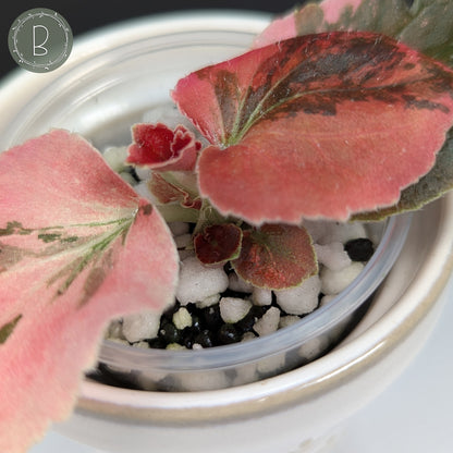 Begonia Semperflorens Sp. Pink