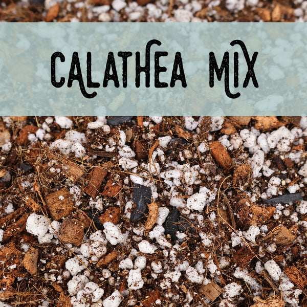 Calathea Mix