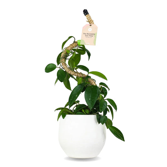 Mossify's Bendable Coir Pole™