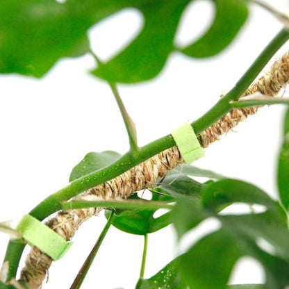 Mossify's Bendable Coir Pole™