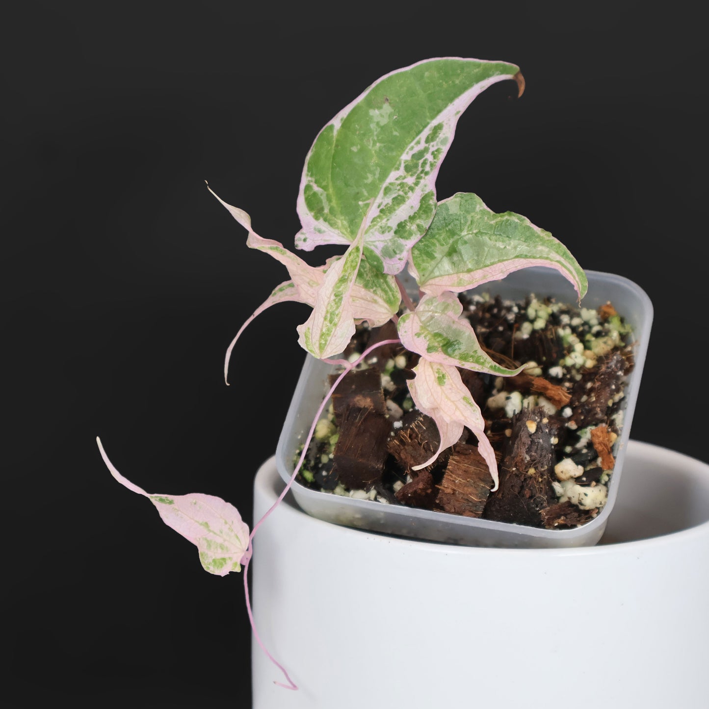 Dioscorea "Aurora" (fmr. Satun)