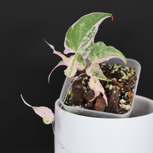 Dioscorea "Aurora" (fmr. Satun)
