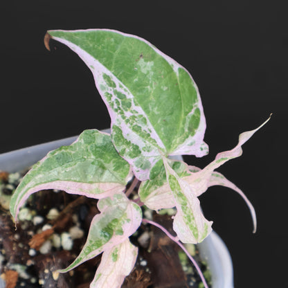 Dioscorea "Aurora" (fmr. Satun)