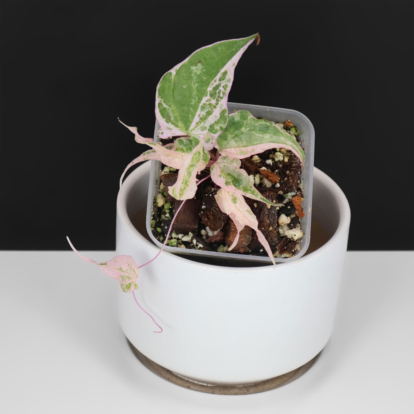 Dioscorea "Aurora" (fmr. Satun)