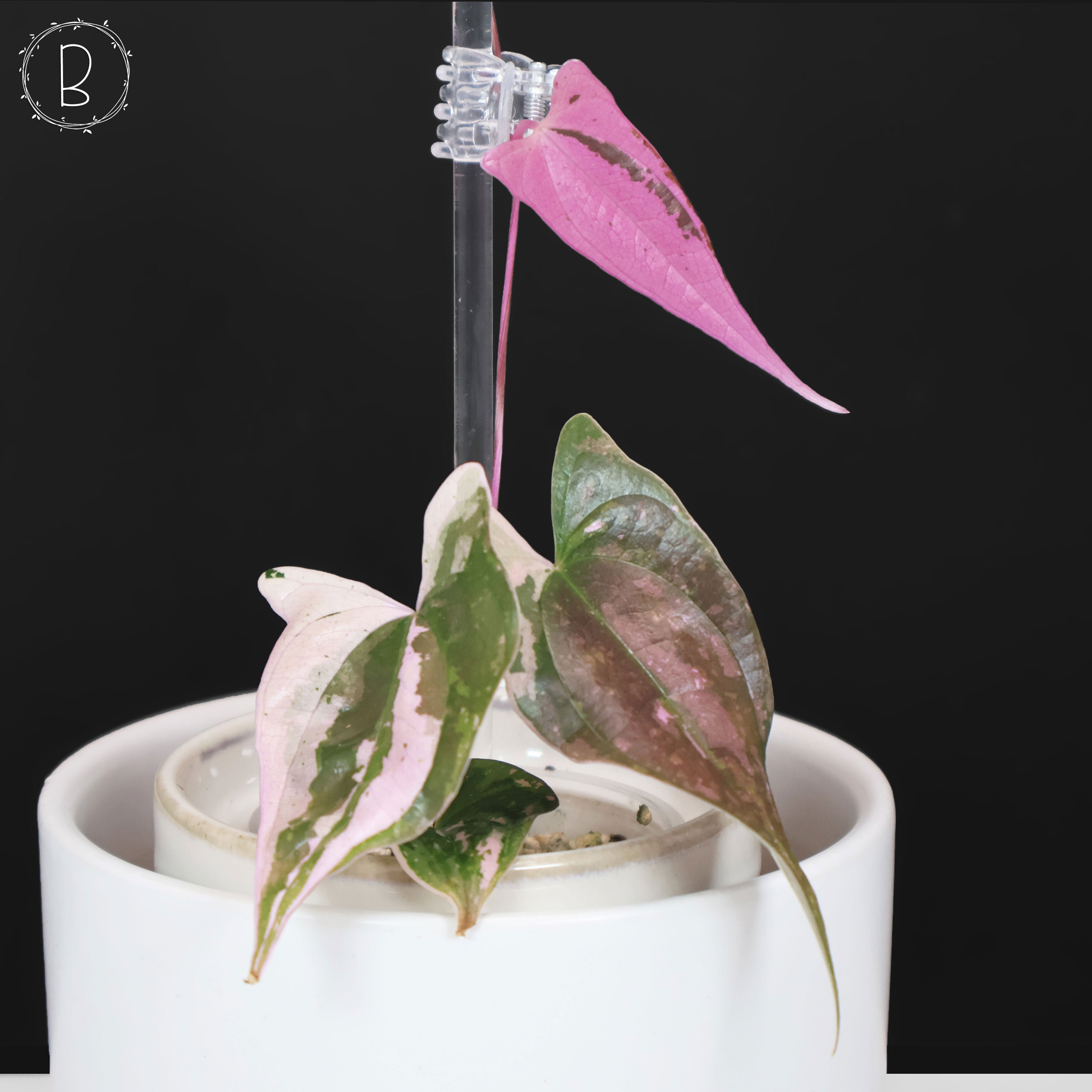 Dioscorea 