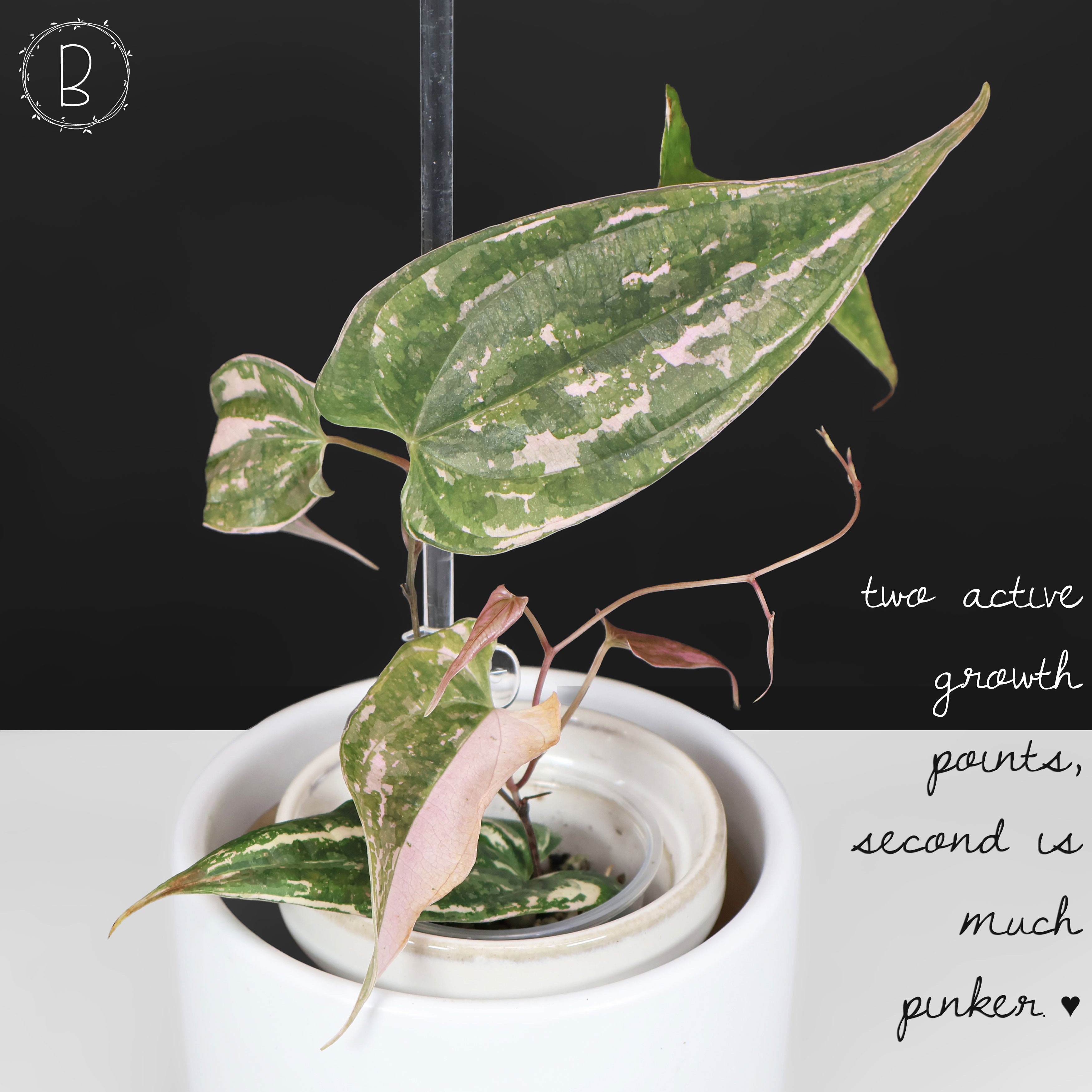 Dioscorea 