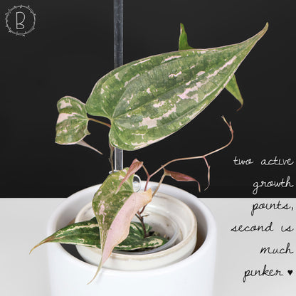 Dioscorea "Crystal"
