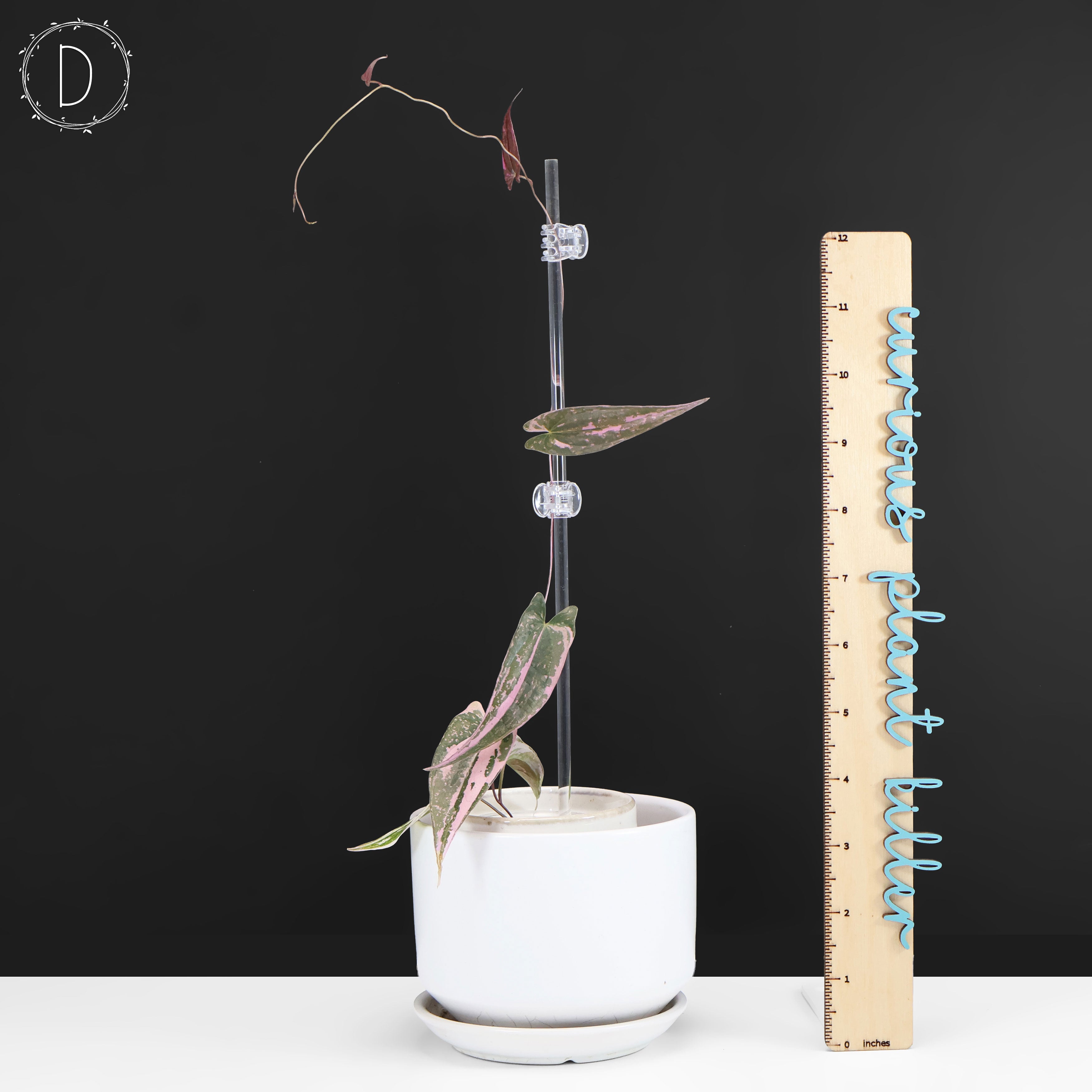 Dioscorea 
