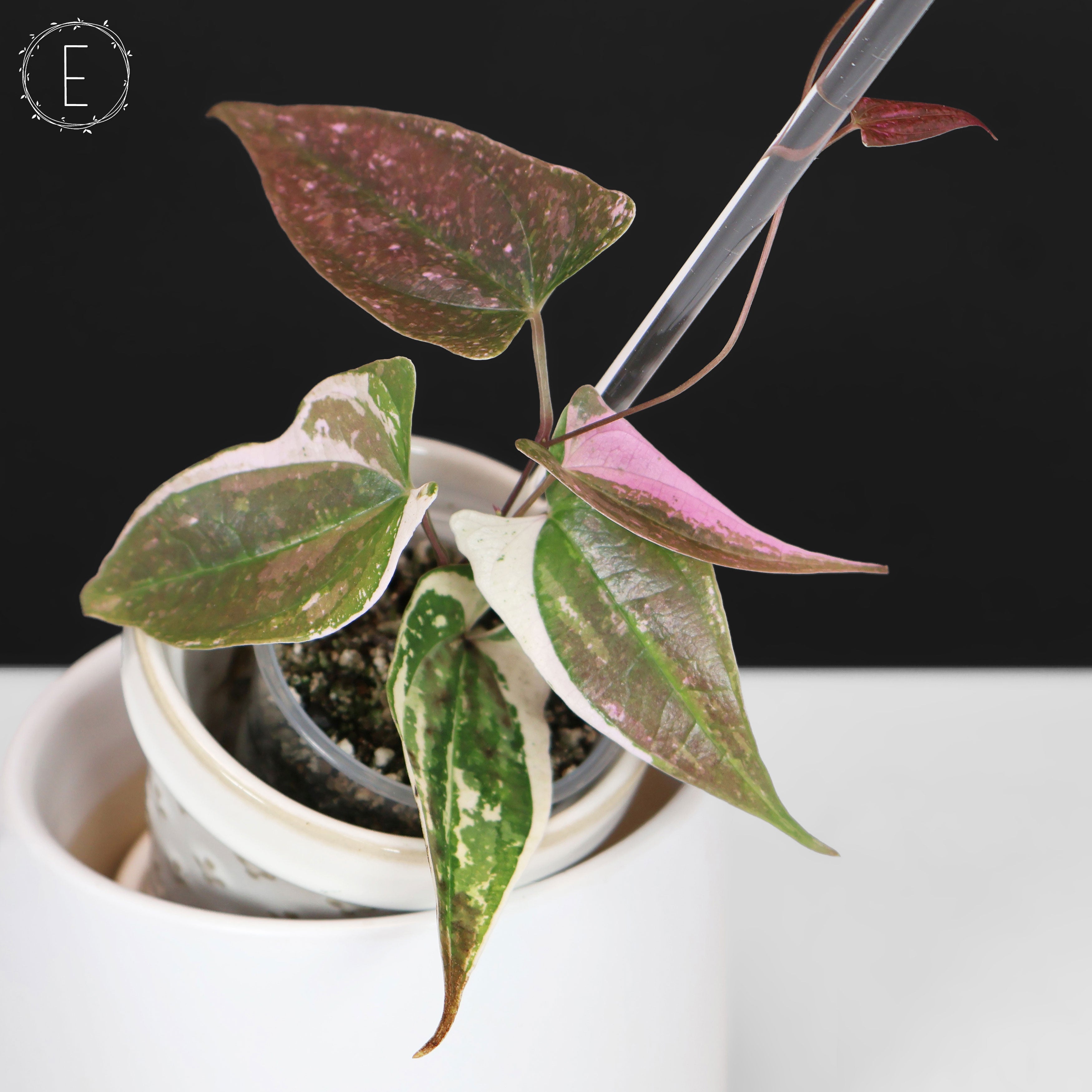 Dioscorea 