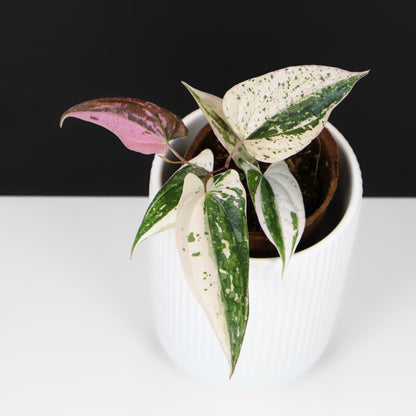 Dioscorea "Crystal"