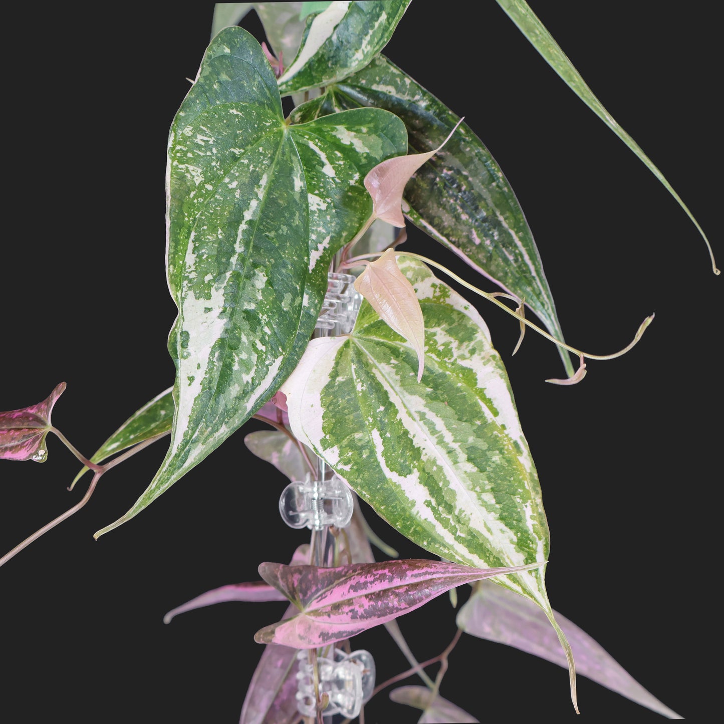 Dioscorea "Crystal"