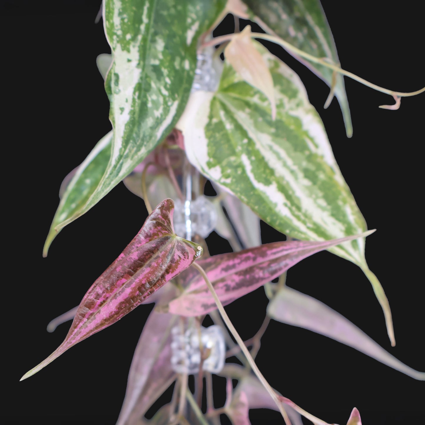 Dioscorea "Crystal"