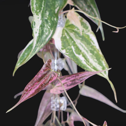 Dioscorea "Crystal"