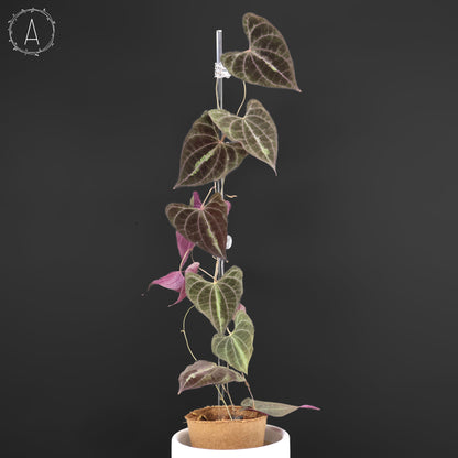 Dioscorea Discolor