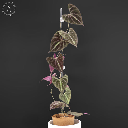 Dioscorea Discolor