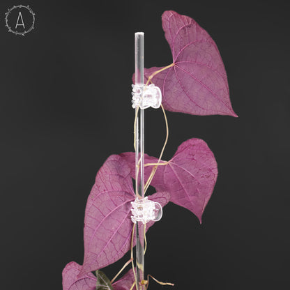 Dioscorea Discolor