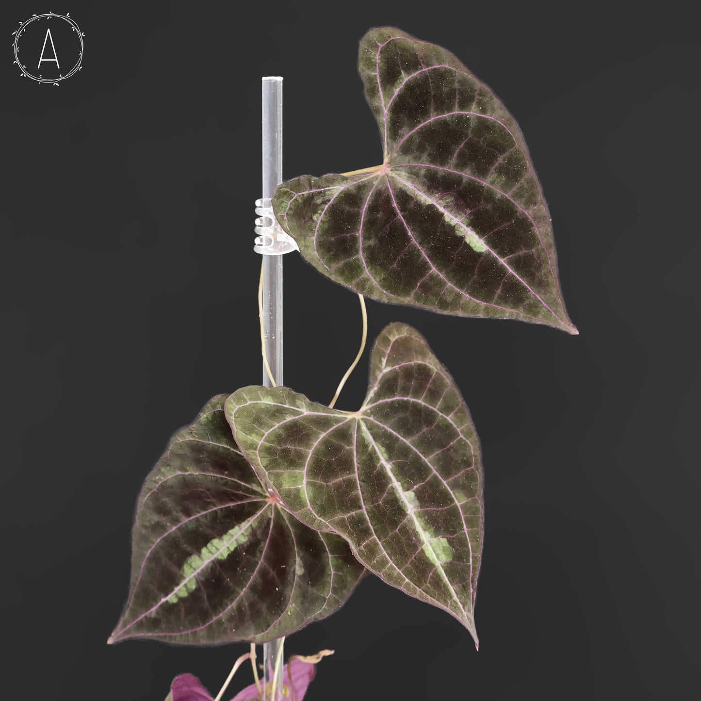 Dioscorea Discolor