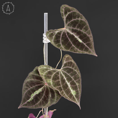 Dioscorea Discolor
