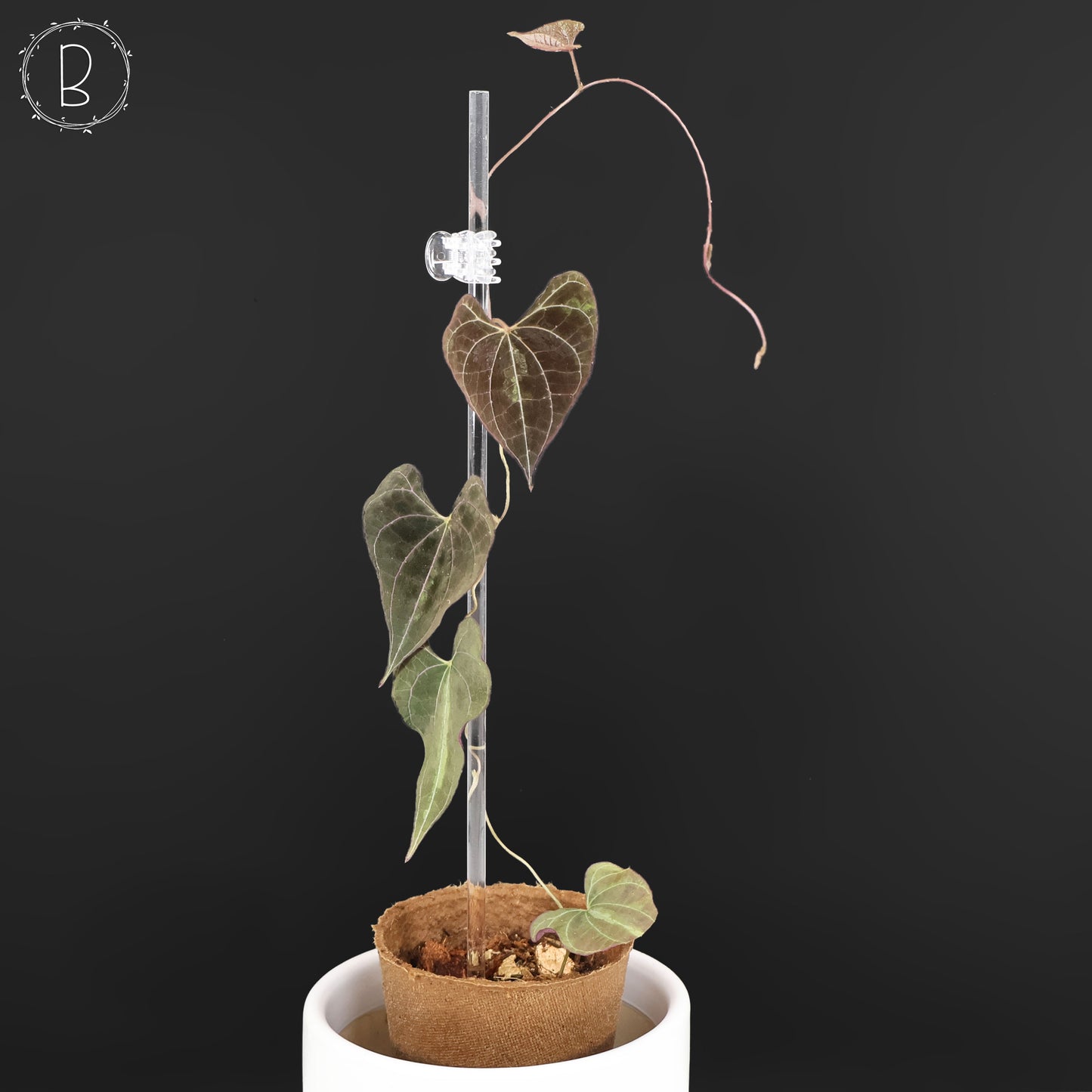 Dioscorea Discolor