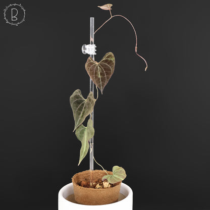 Dioscorea Discolor