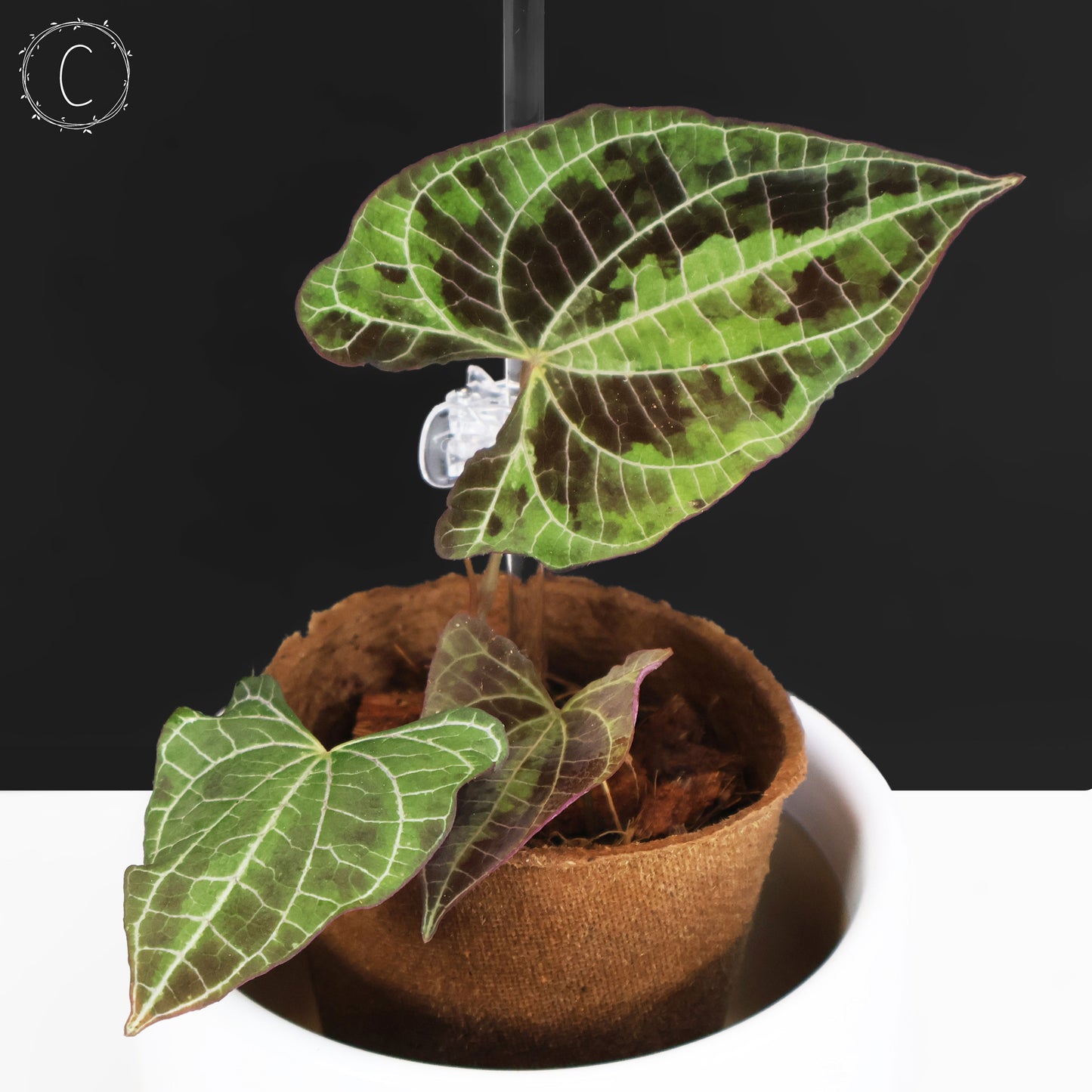 Dioscorea Discolor