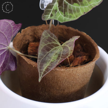 Dioscorea Discolor