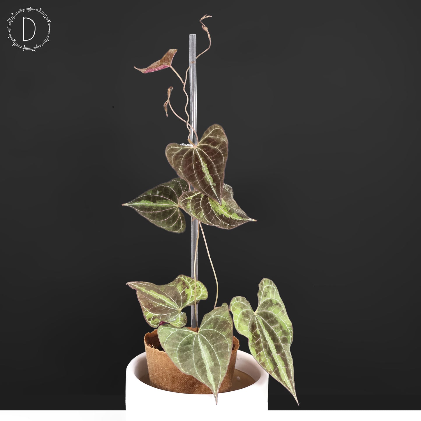 Dioscorea Discolor