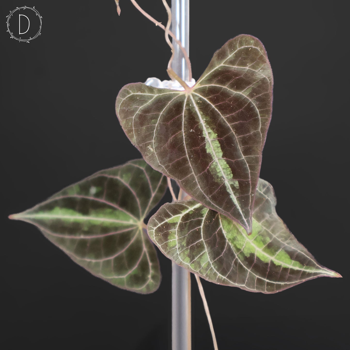 Dioscorea Discolor