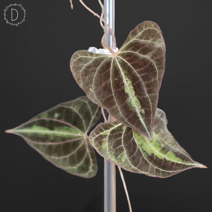 Dioscorea Discolor