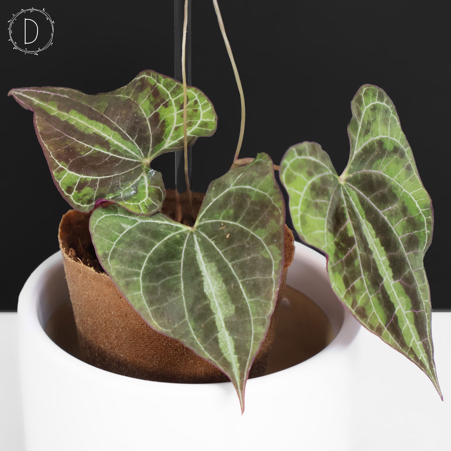Dioscorea Discolor