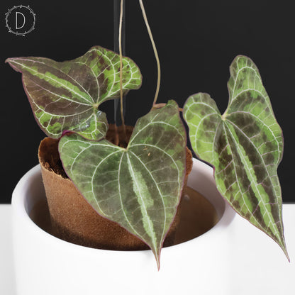 Dioscorea Discolor
