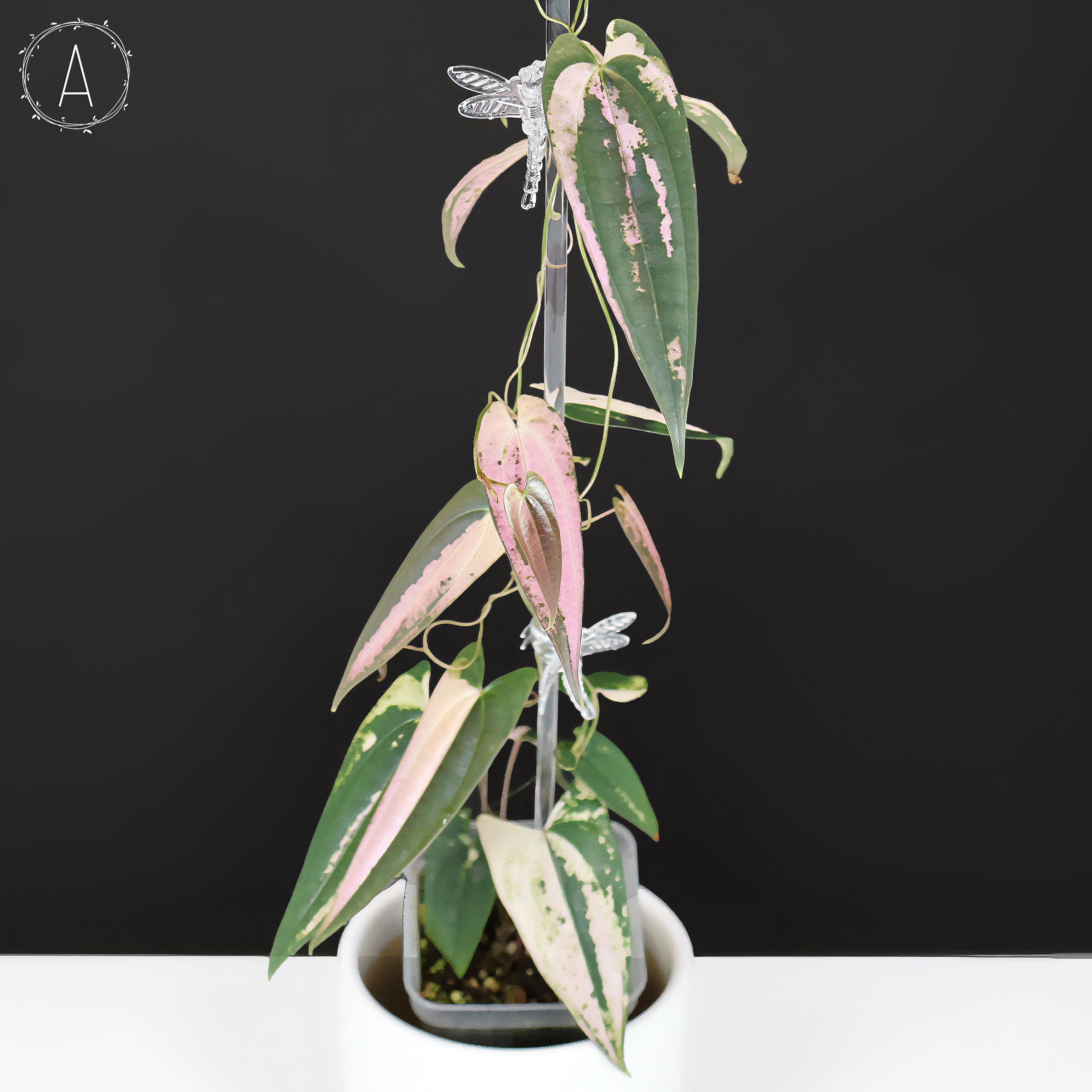 Dioscorea – Curious Plant Killer