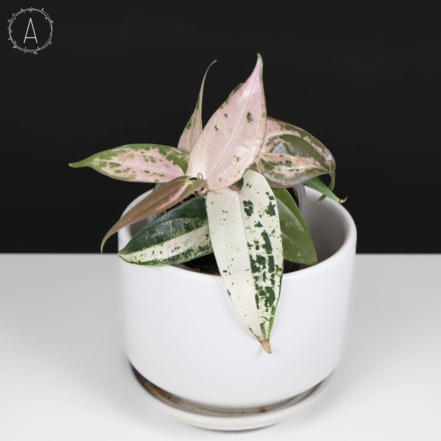 Dioscorea "Gamma Ray" sp.