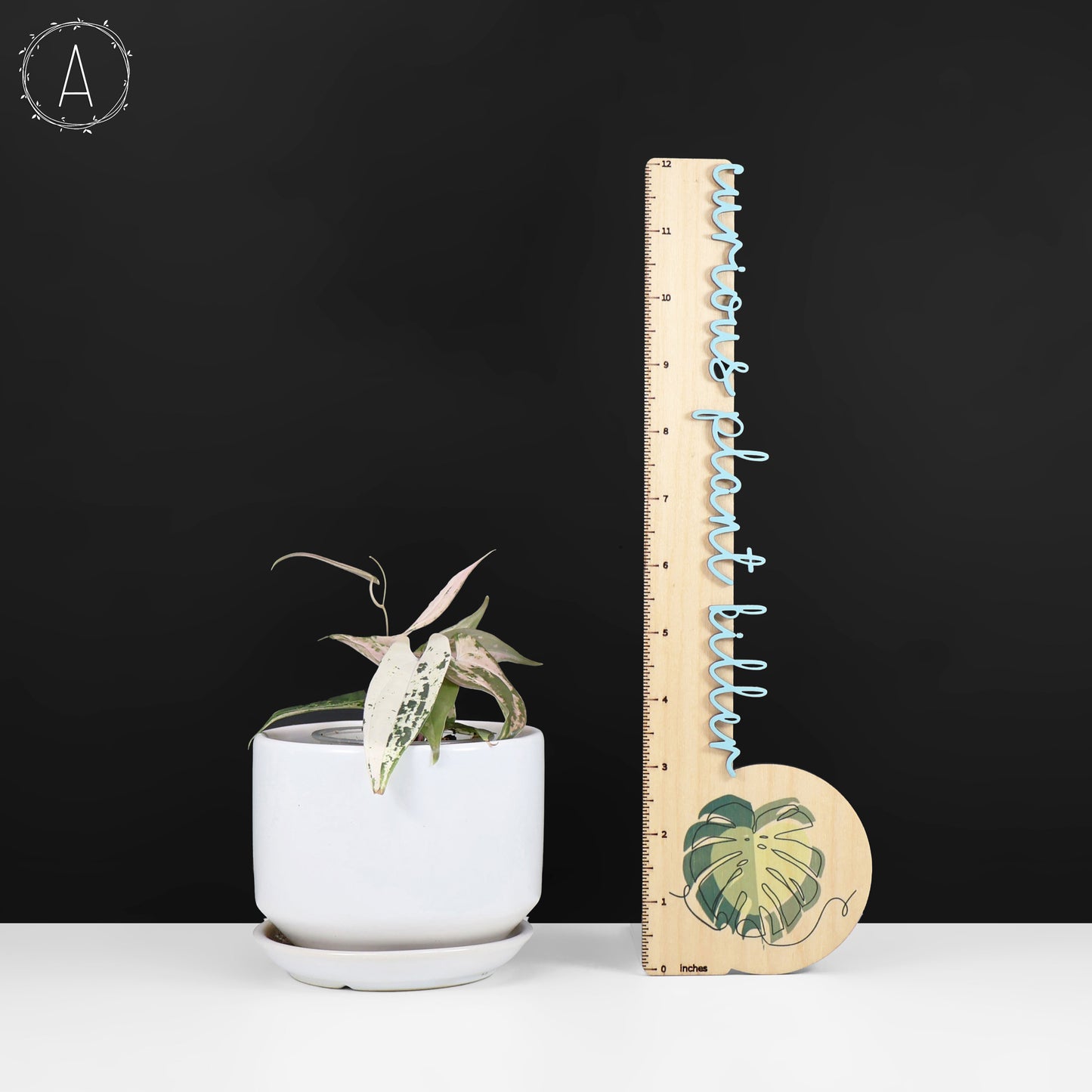 Dioscorea "Gamma Ray" sp.