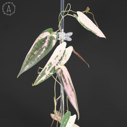 Dioscorea "Gamma Ray"