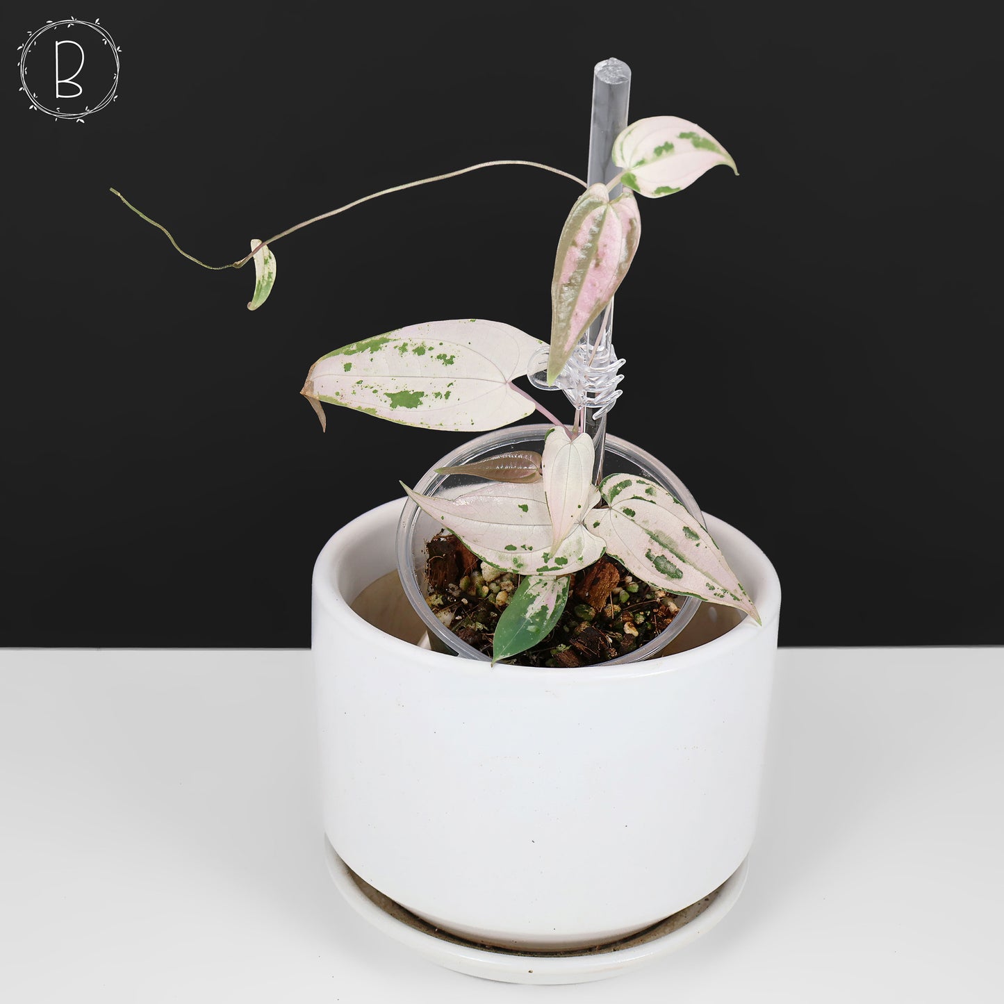 Dioscorea "Gamma Ray" sp.