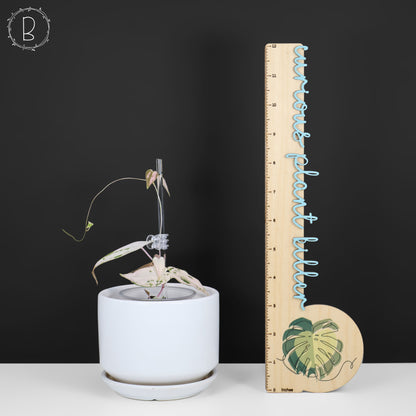 Dioscorea "Gamma Ray" sp.