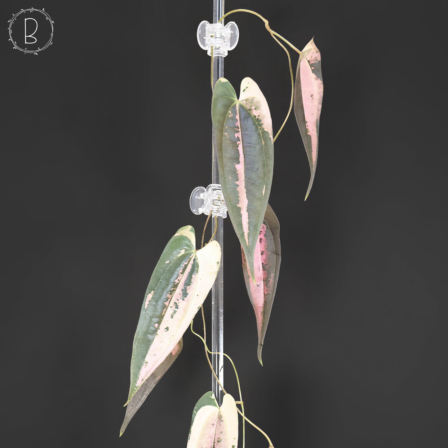 Dioscorea "Gamma Ray"