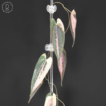 Dioscorea "Gamma Ray"