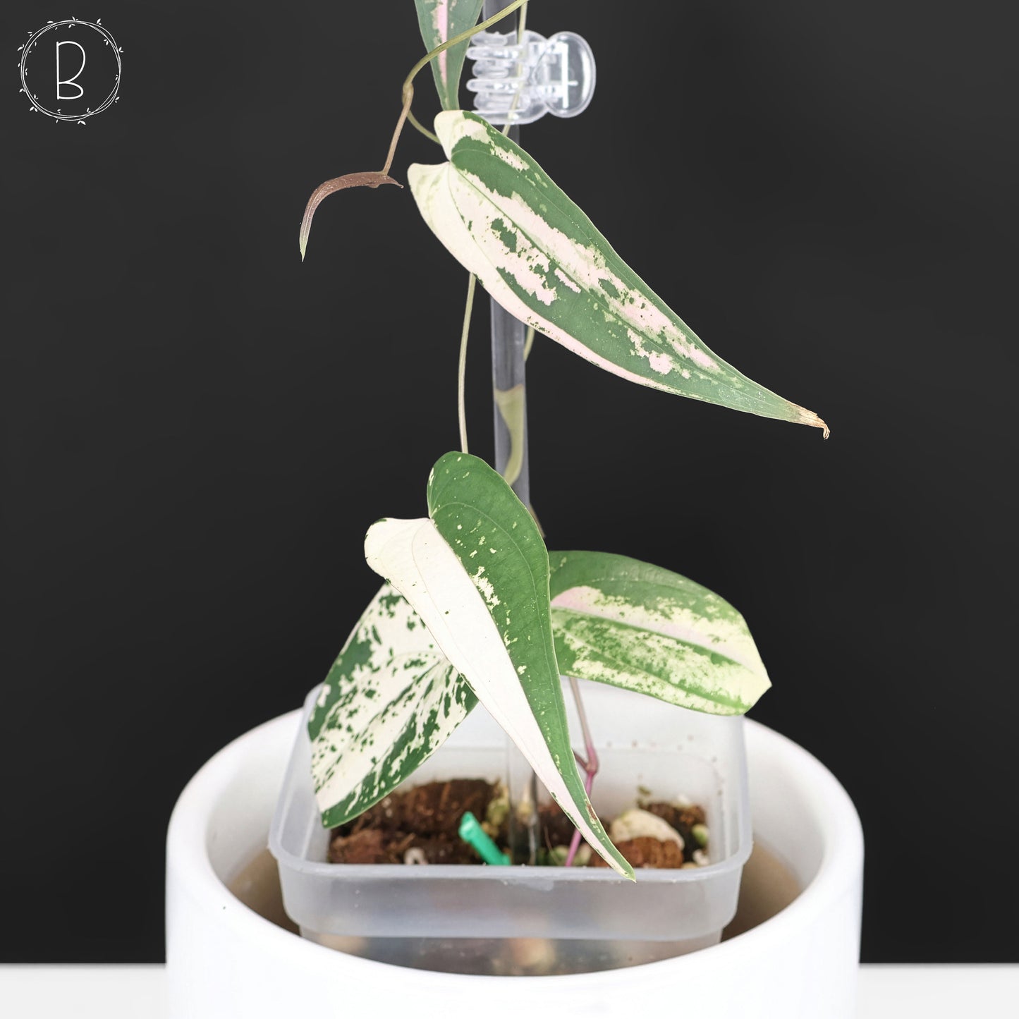 Dioscorea "Gamma Ray"