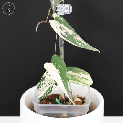 Dioscorea "Gamma Ray"