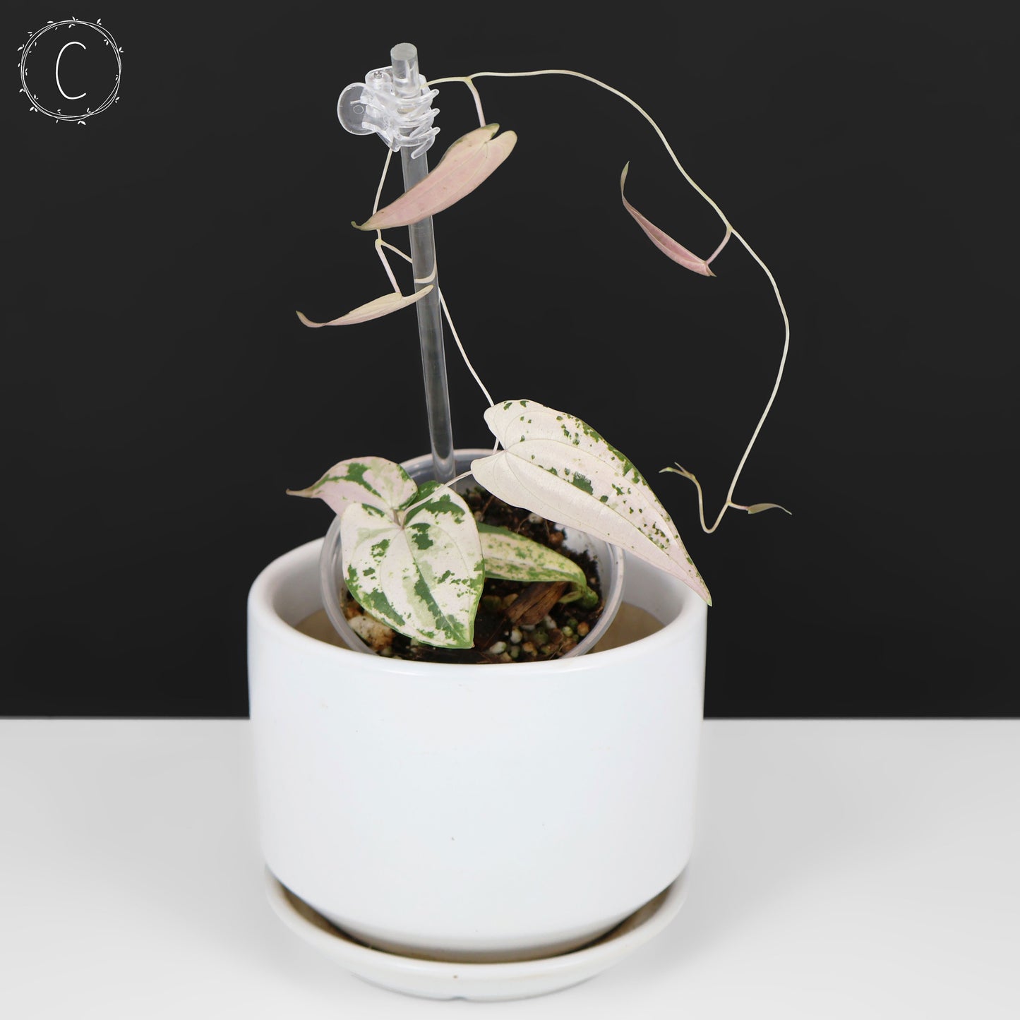 Dioscorea "Gamma Ray" sp.