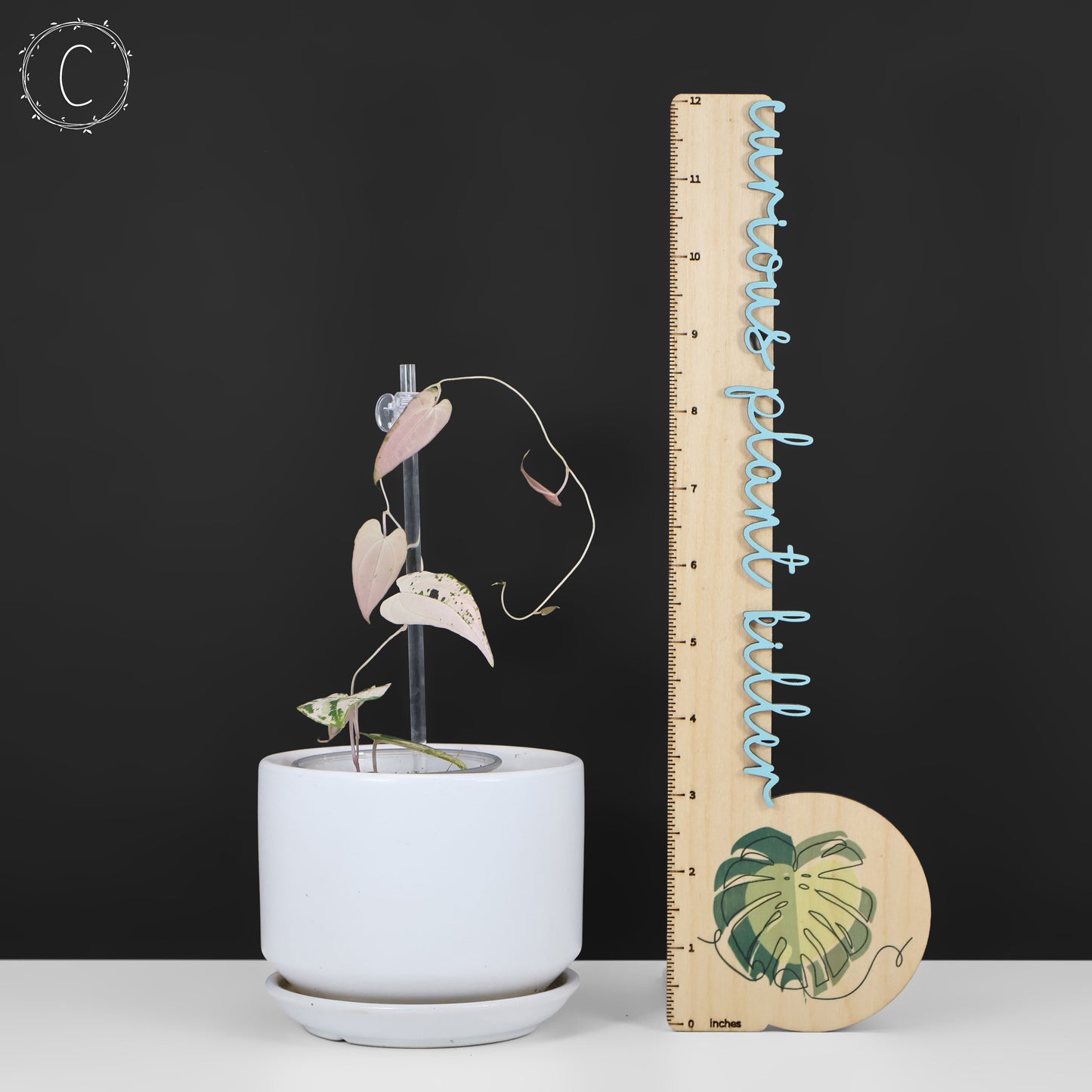 Dioscorea "Gamma Ray" sp.